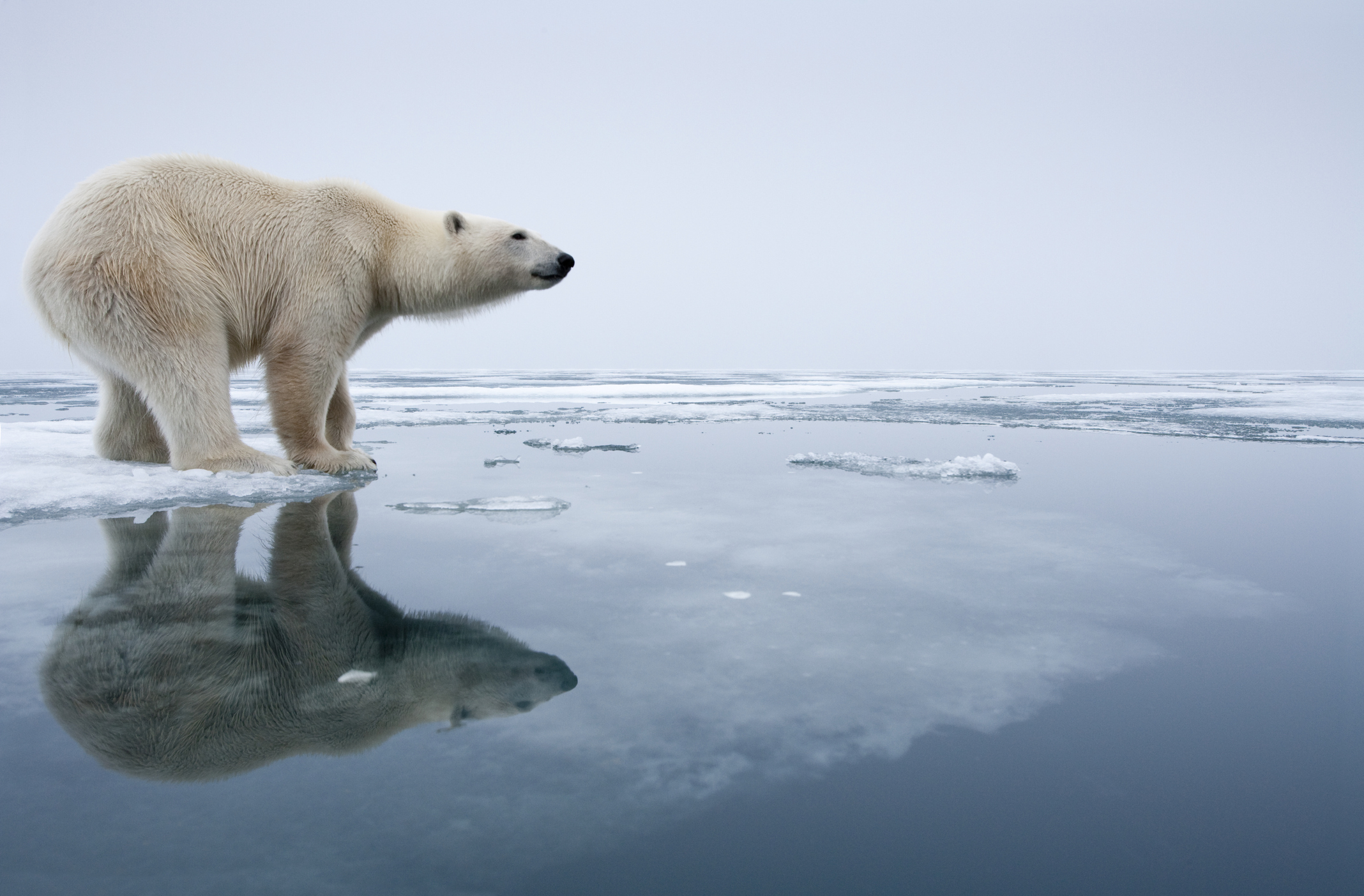 Polar Bear on Melting Ice, Svalbard, Norway