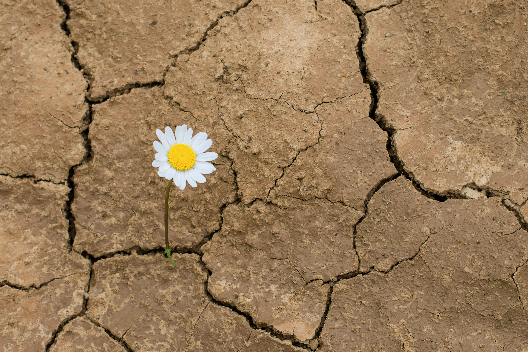 daisy flower in the desert