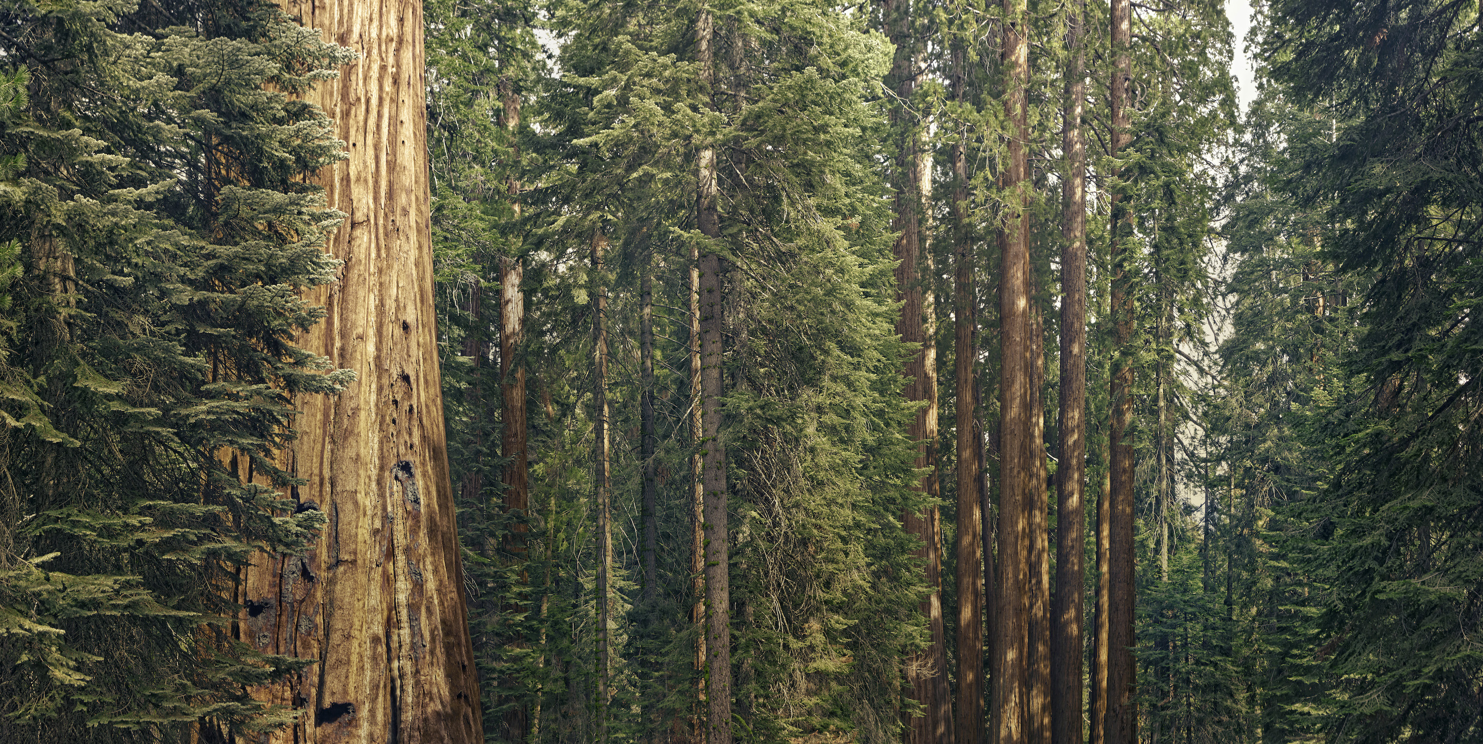 giant sequoia trees