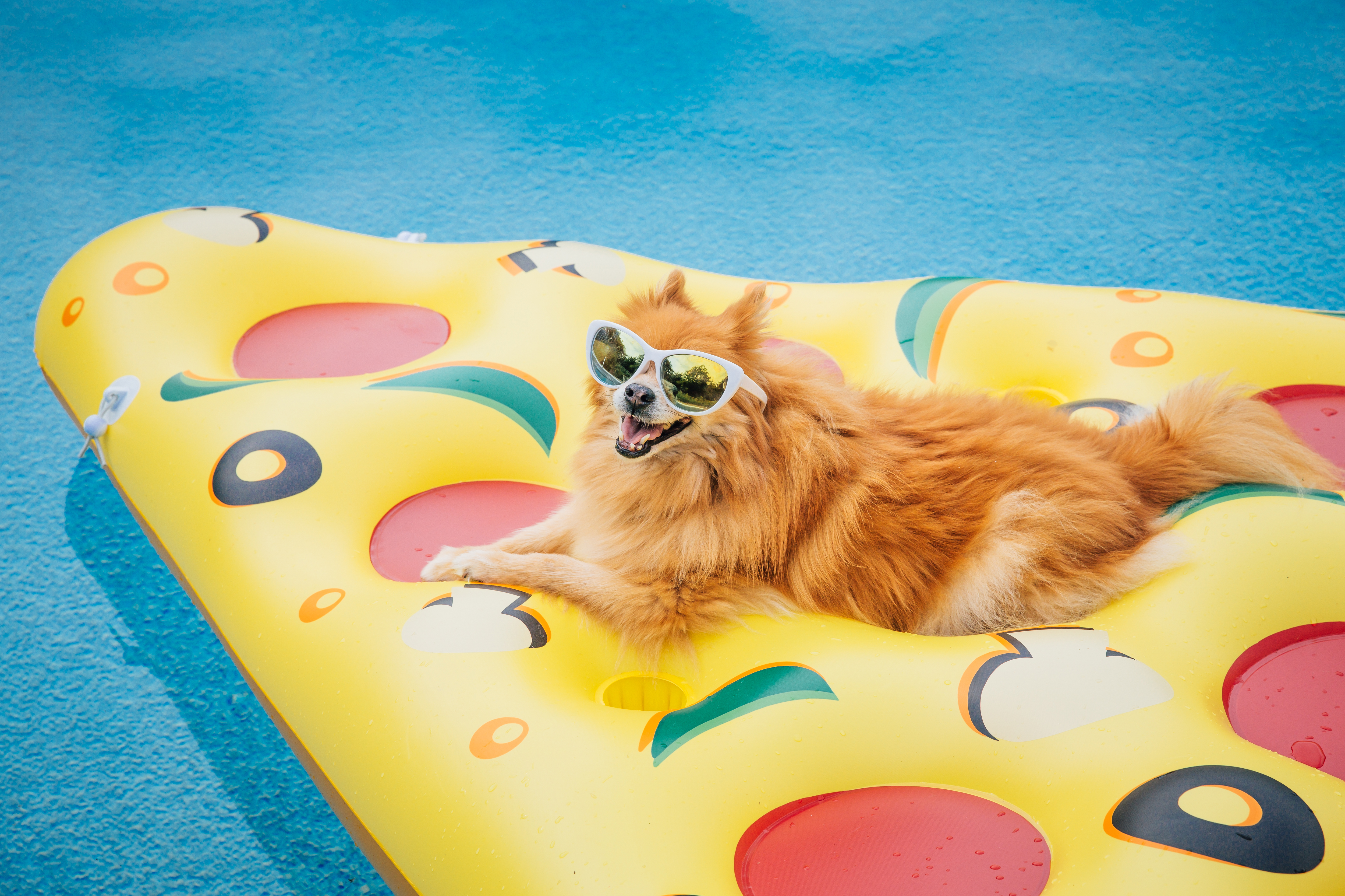 Image of a dog on a pizza-shaped pool float.