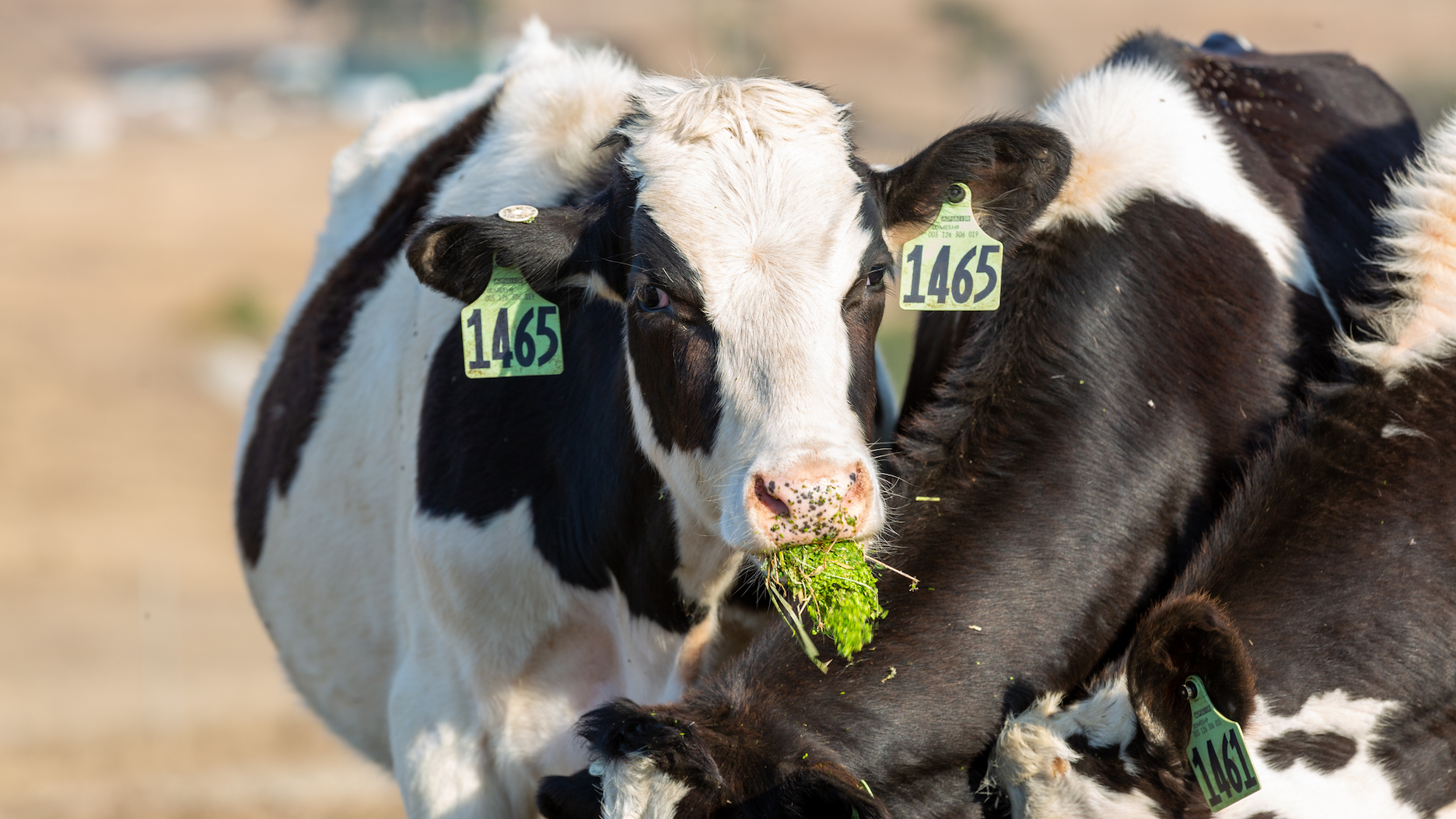Fyto feed cows