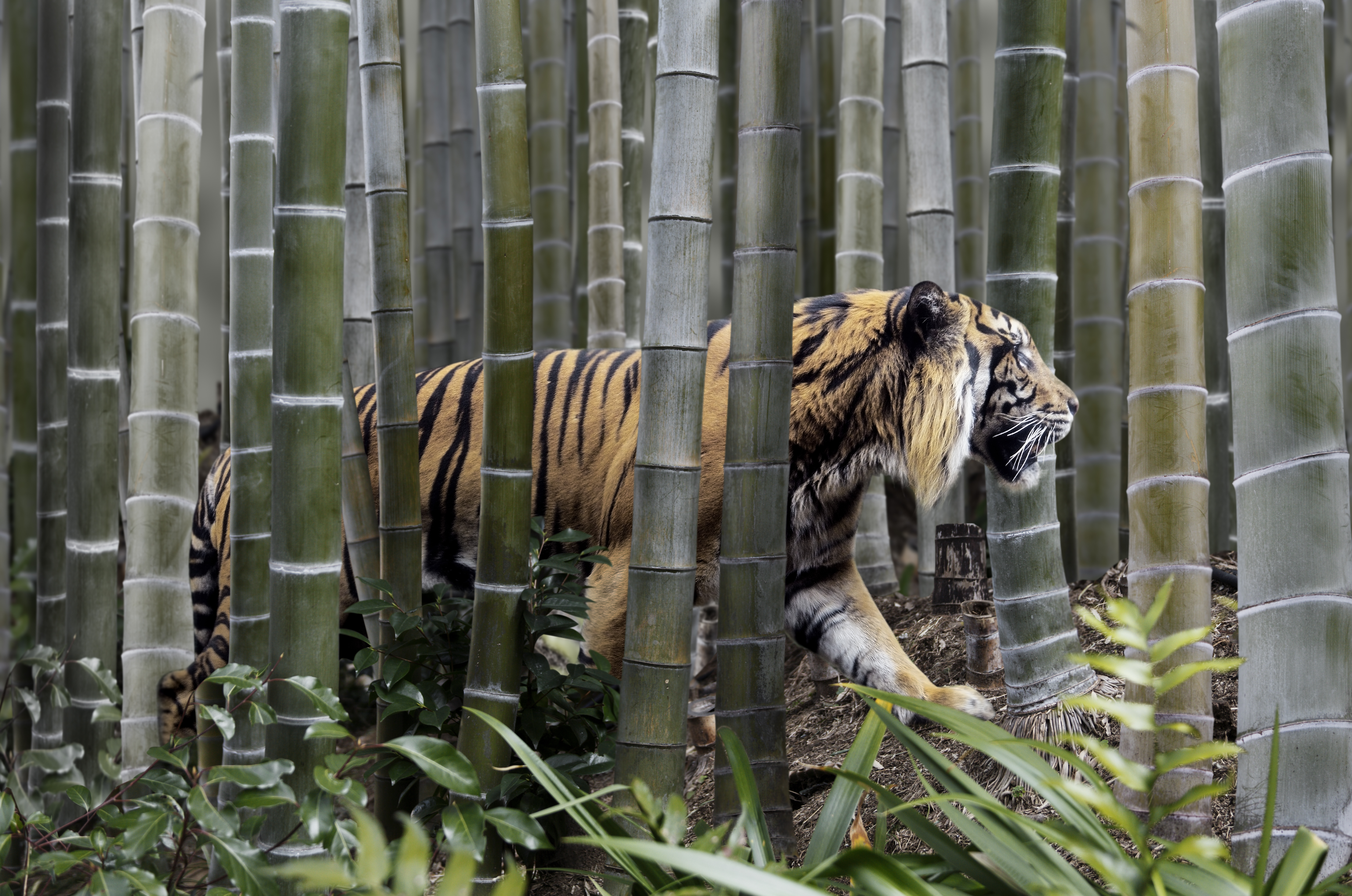 Tiger Global says India returns have 'sucked historically' but remain bullish