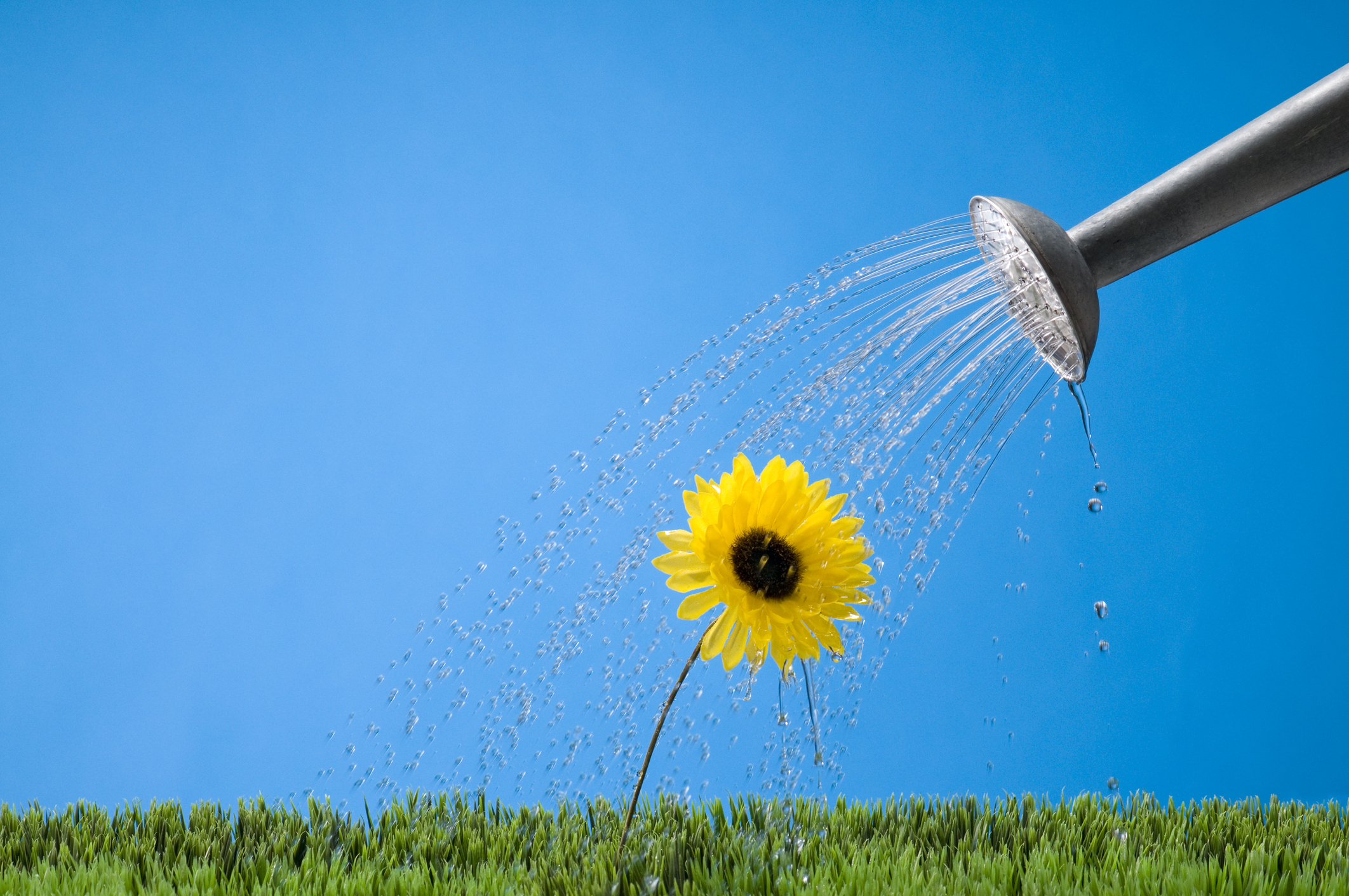 Metal watering can watering a yellow flower; growth marketing activation