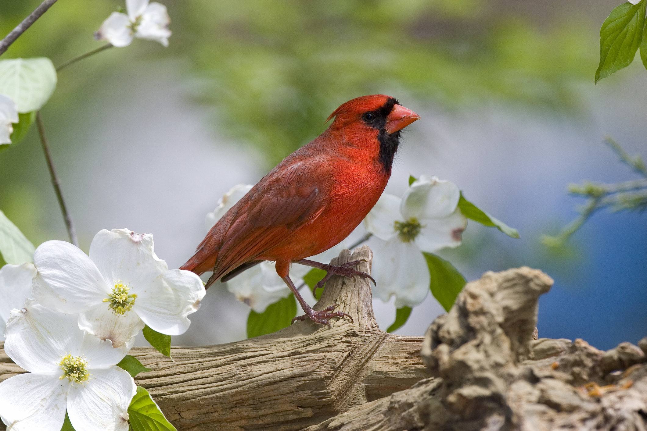 Close up of a cardinal bird on a tree filled with blossoms, used in a post about data science startup Redbird