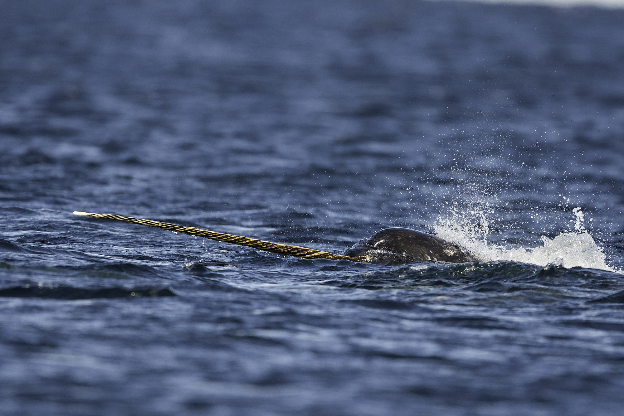Close view of a male narwhal swimming along the surface with it's tusk out of the water, Baffin Island, Canada.