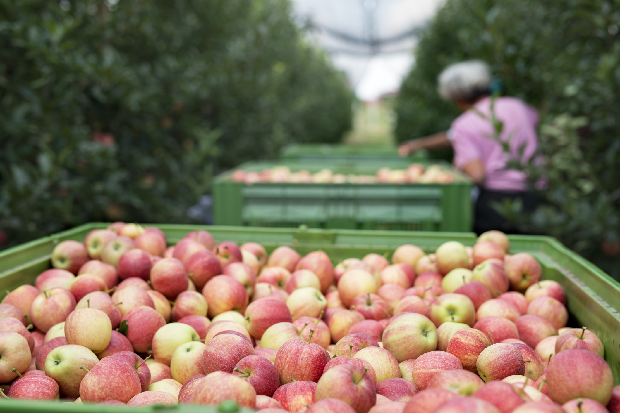 People working in an apple orchard picking fruit and placing them into basket. Used in a post about food distribution software Butter.