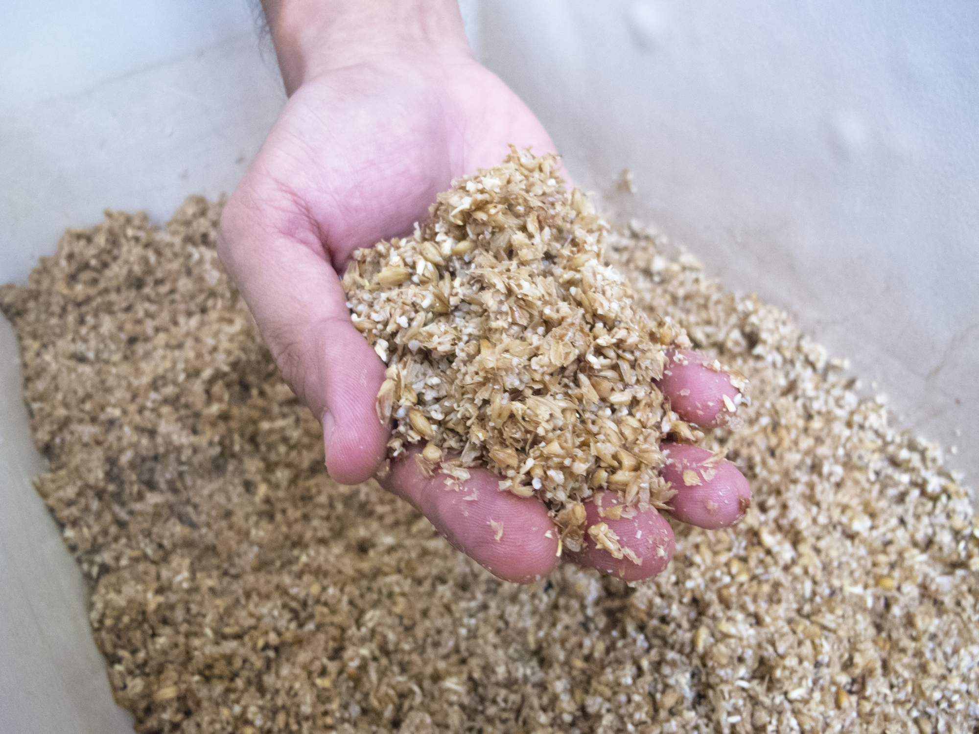 Person holding a handful of spent grain