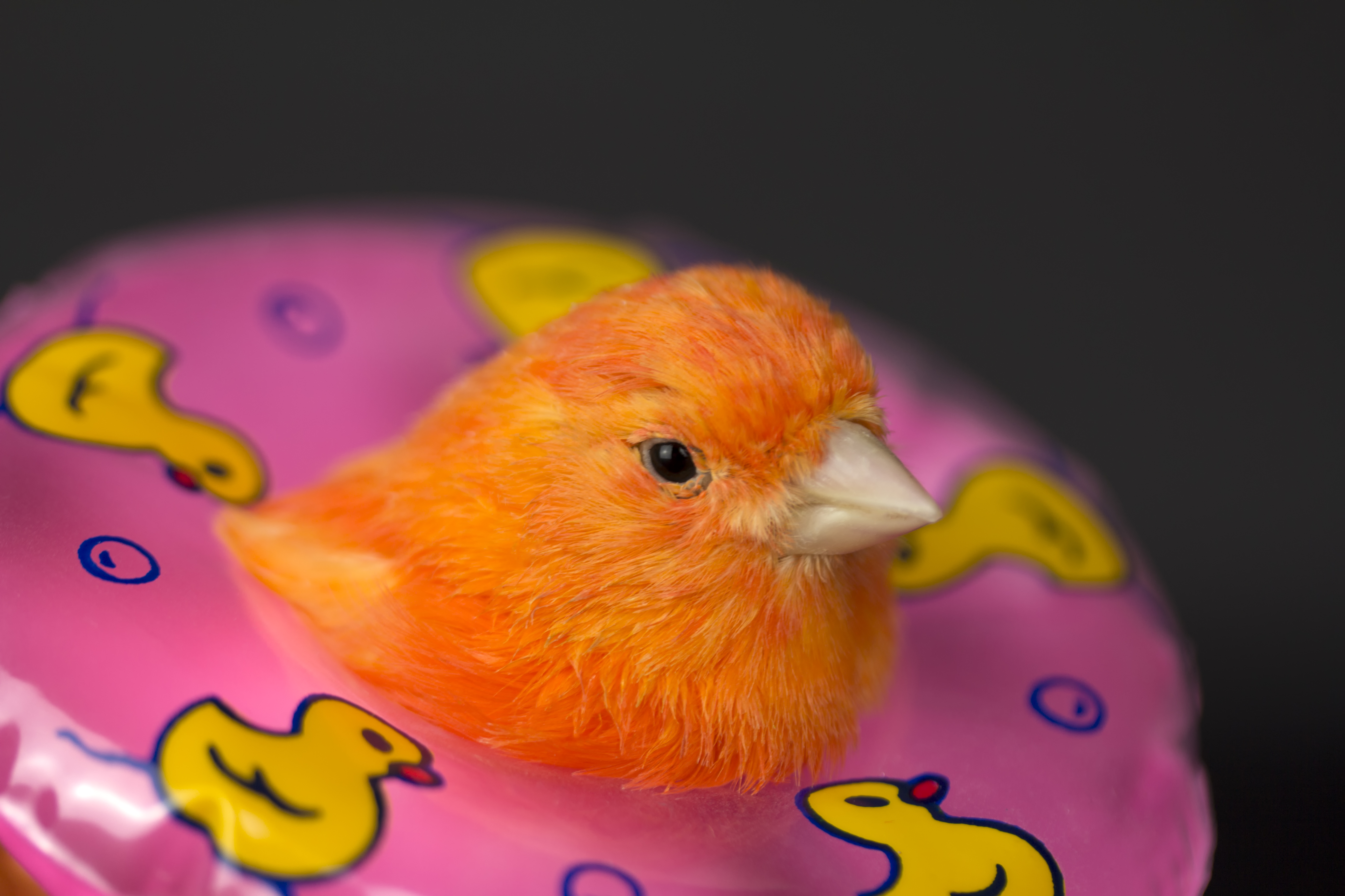 little bird in a floatie