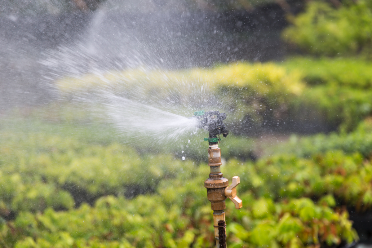 Sprinkler spraying water on crops
