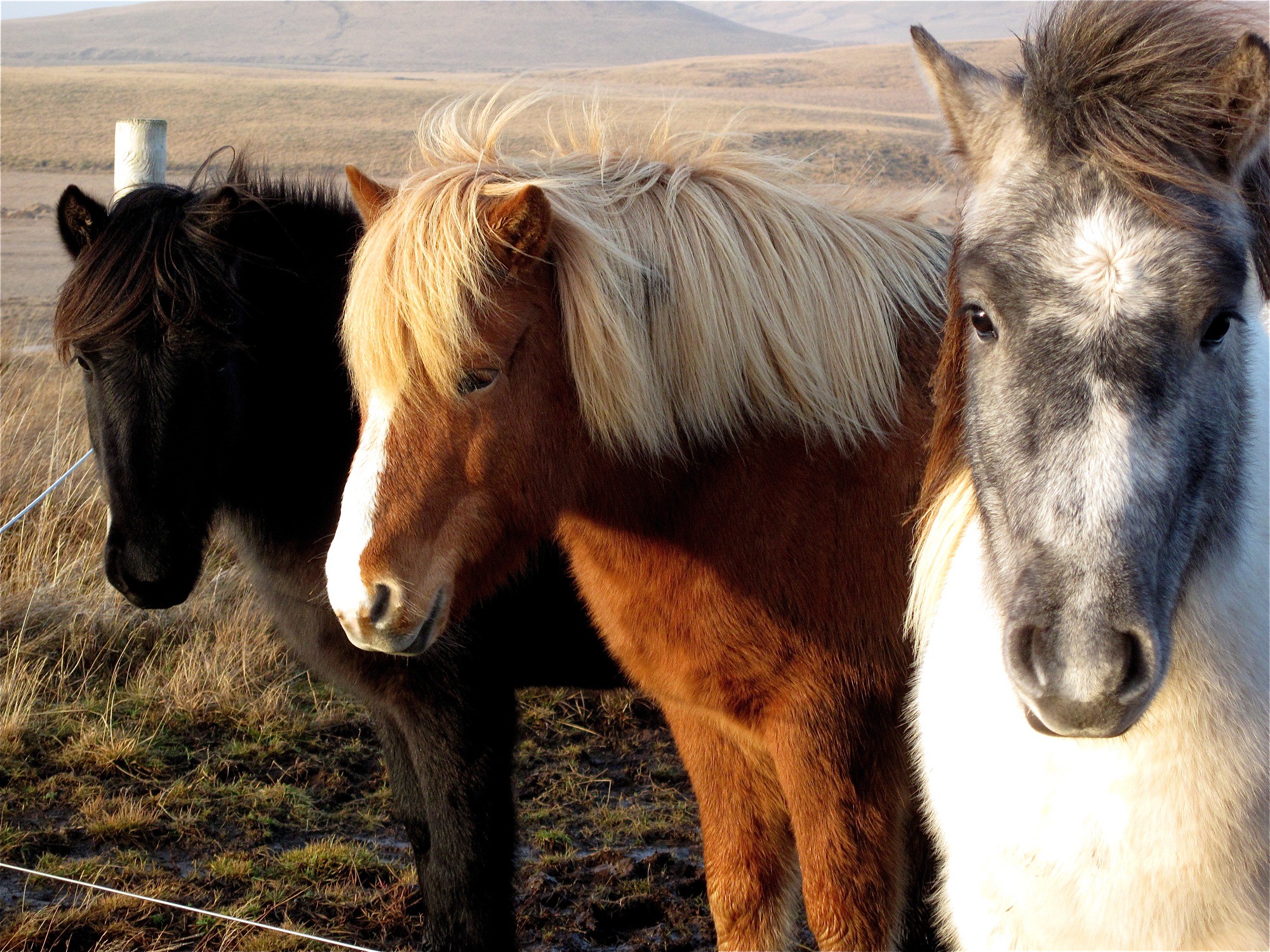 three horses