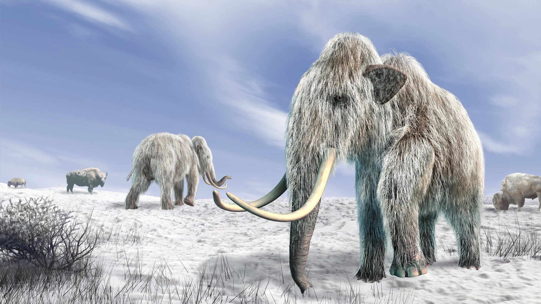 illustration of woolly mammoths