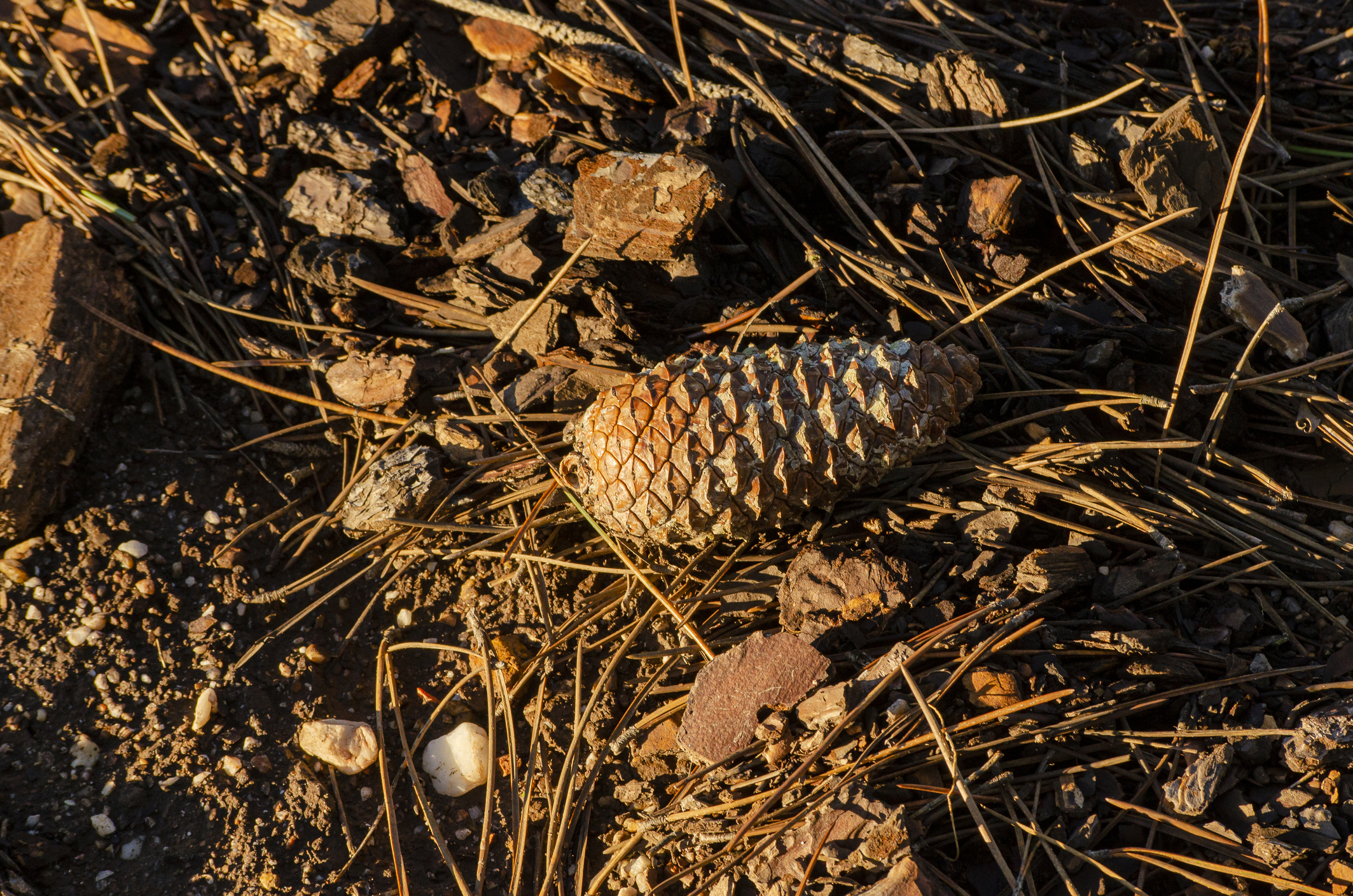 Pinecone lying on the ground.