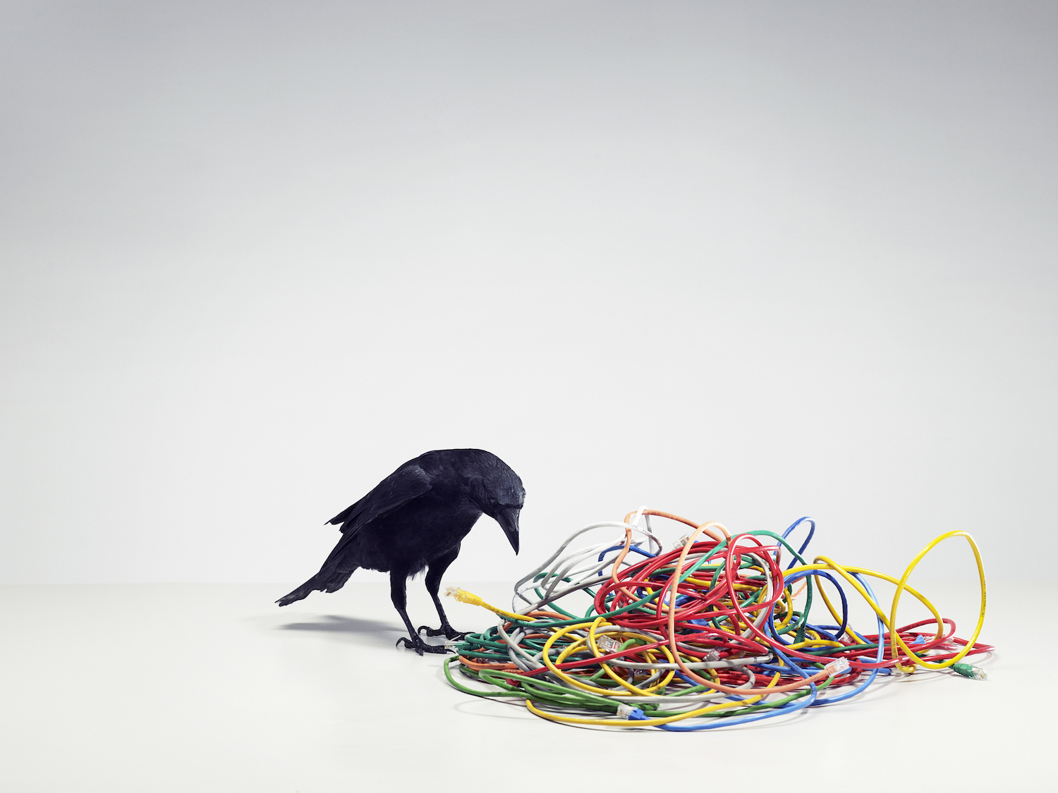 A crow (corvus corone) stands over a pile of tangled wires.