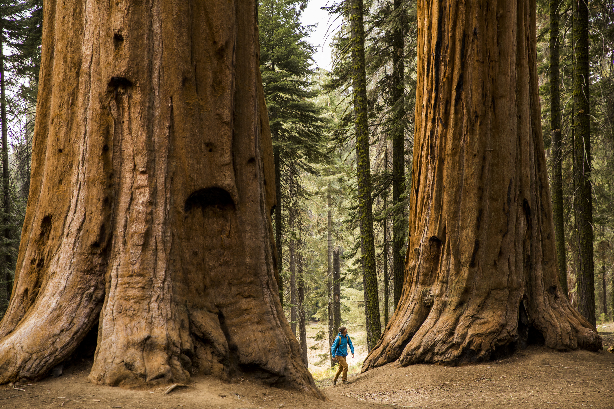 Man striding below two huge redwood trees to symbolize taking on a search giant.