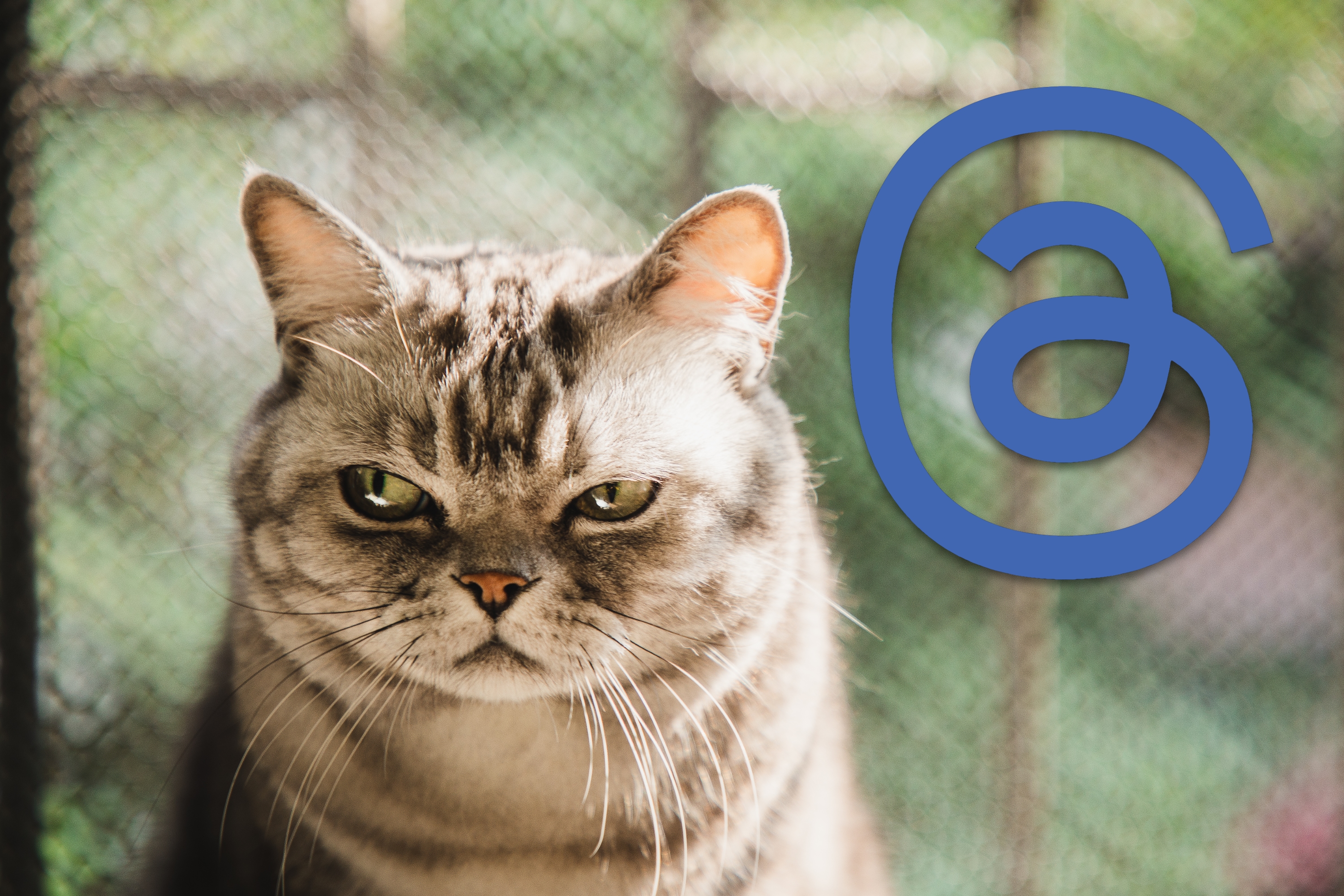 A grumpy-looking cat appears to turn away from the Threads logo.