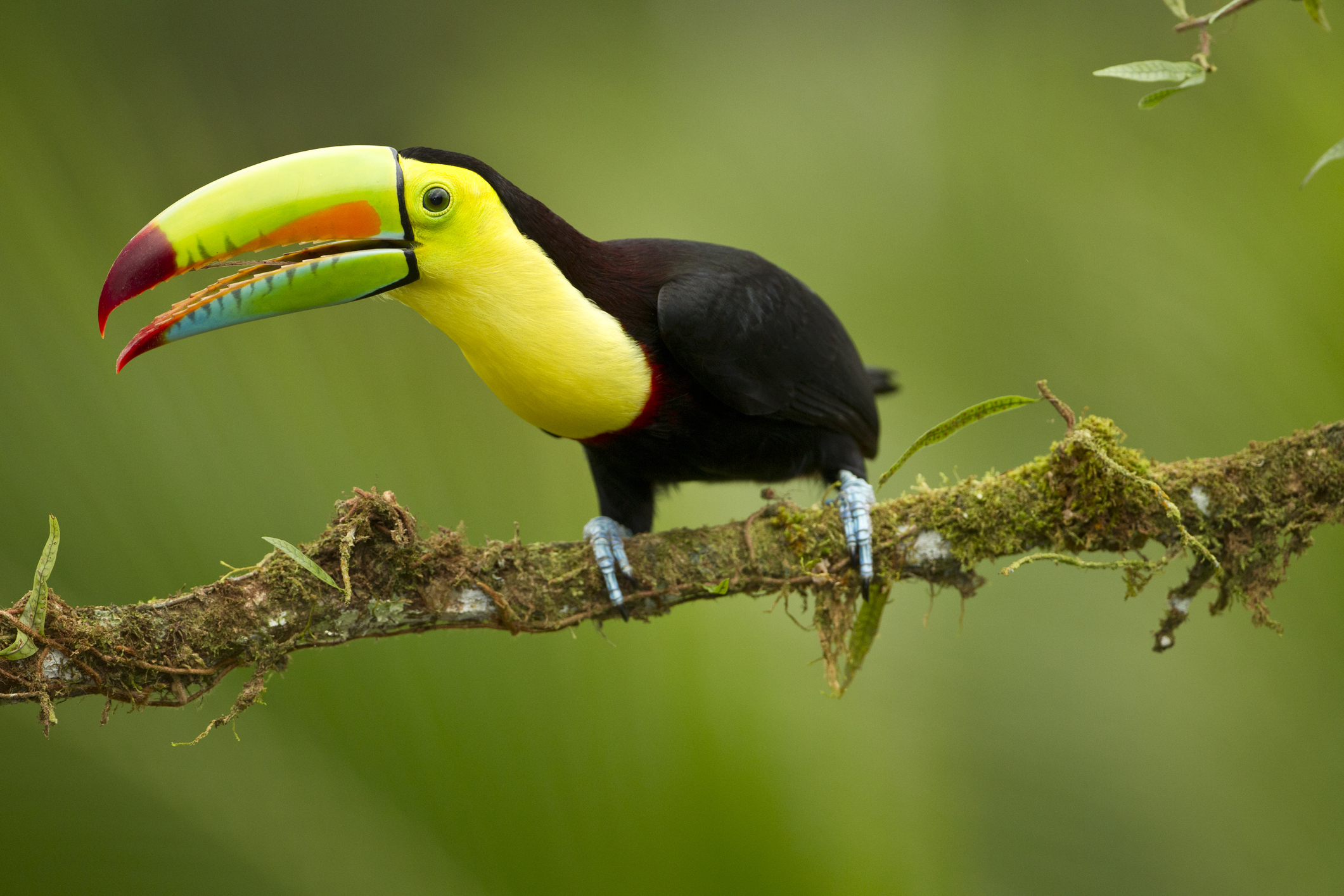 Keel-billed toucan, Ramphastos sulfuratus, Laguana del Lagarto, Costa Rica. Adult in full breeding plumage on a tree limb at the edge of the lowland jungle or rain forest.