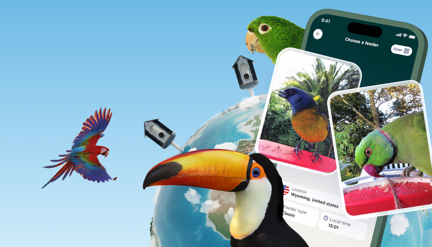 Bird Buddy Explore splash page