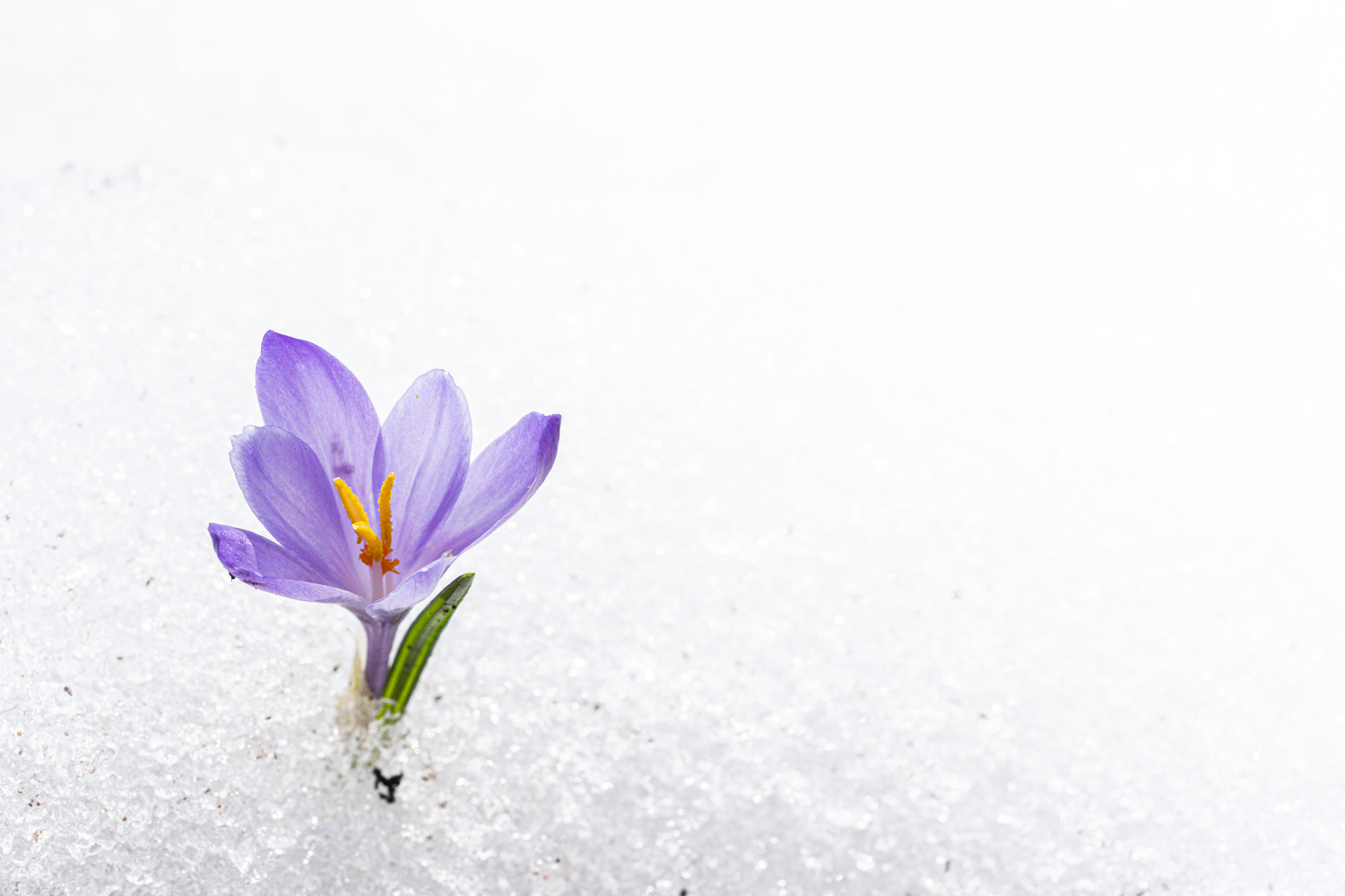 Close-up of single violet Crocus in snow, Juf, Avers, Viamala Region, canton of Graubunden, Switzerland