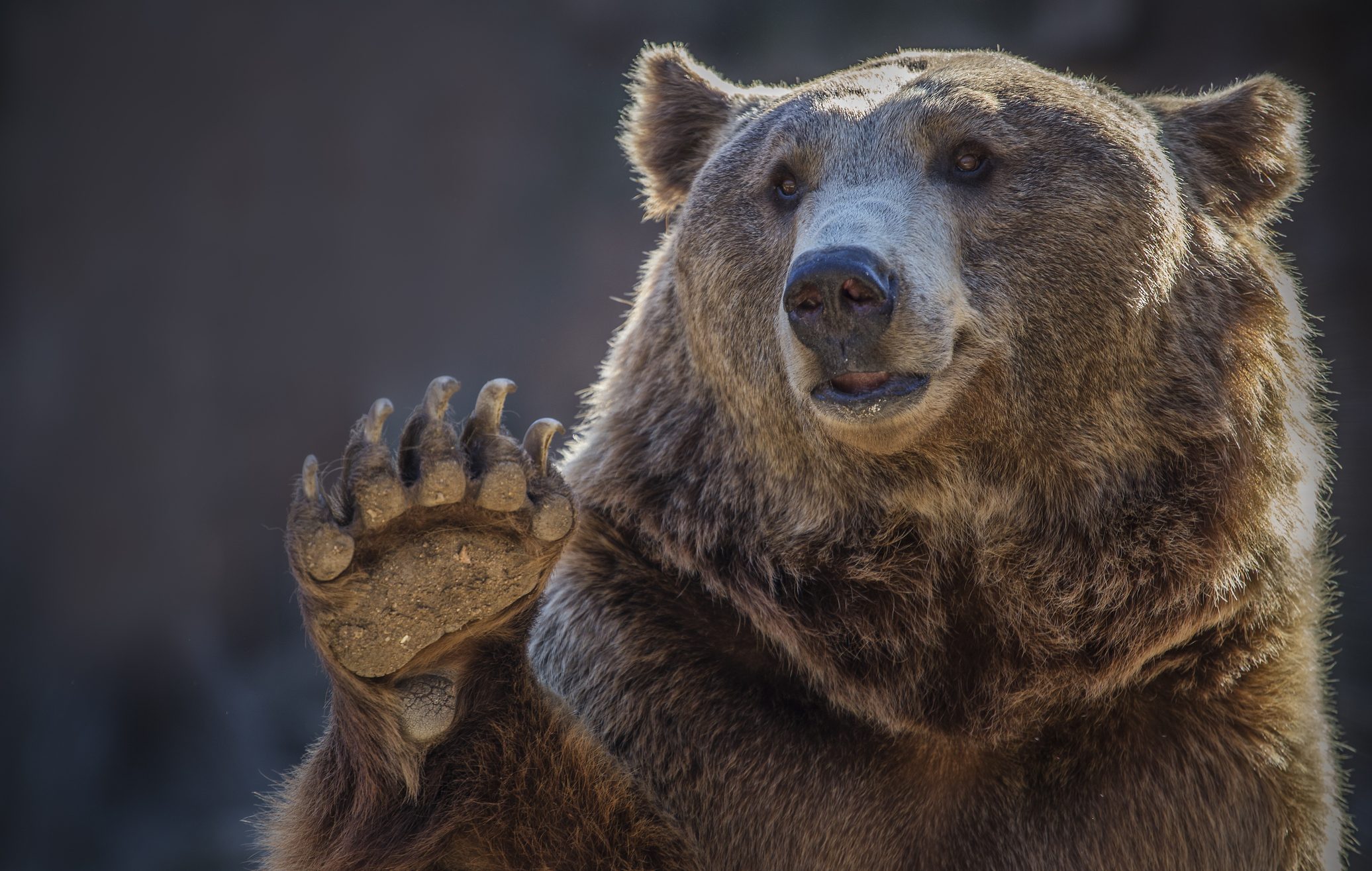 picture of a brown bear waving