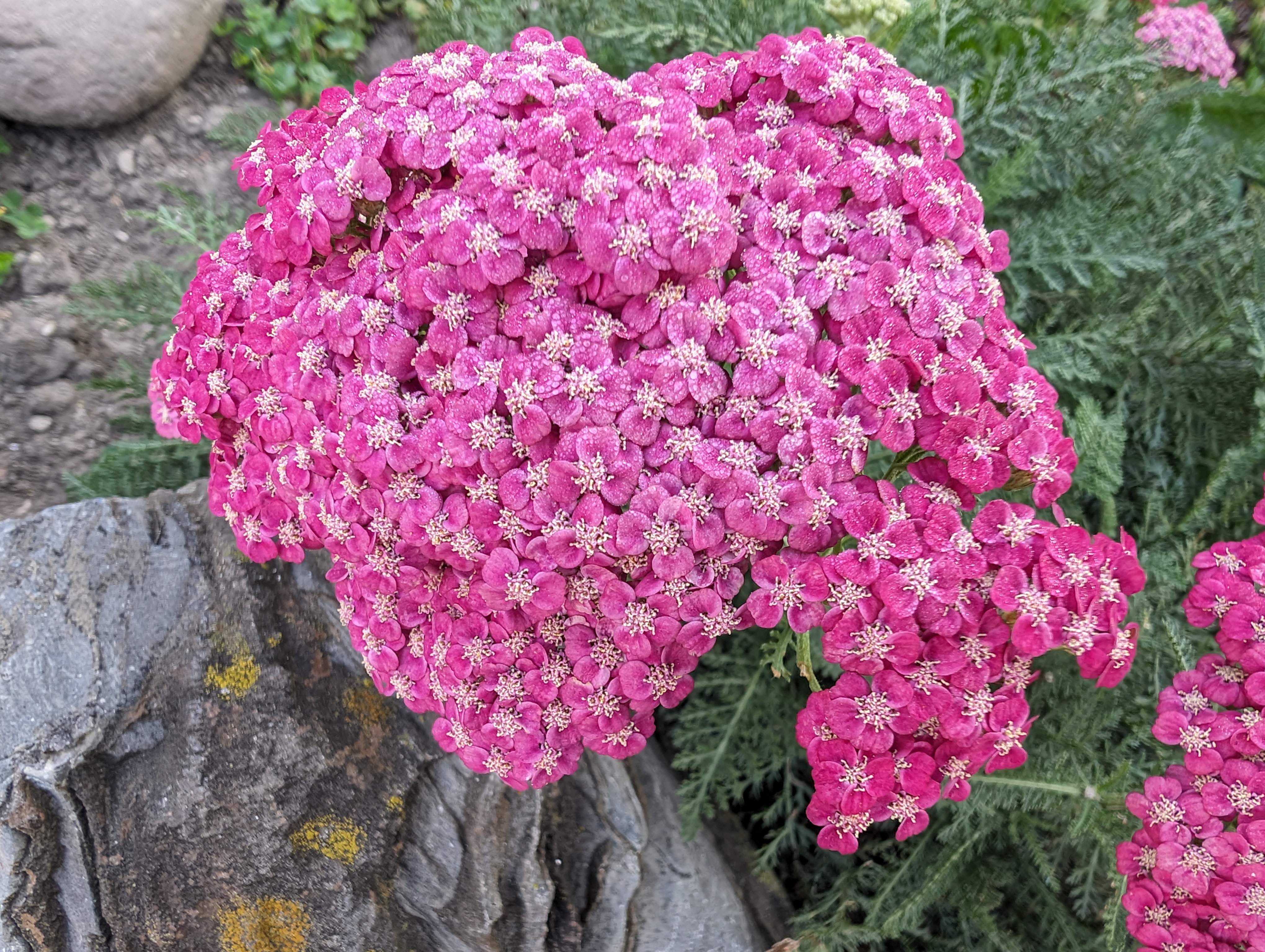 Google Pixel 8 Pro ultrawide camera sample