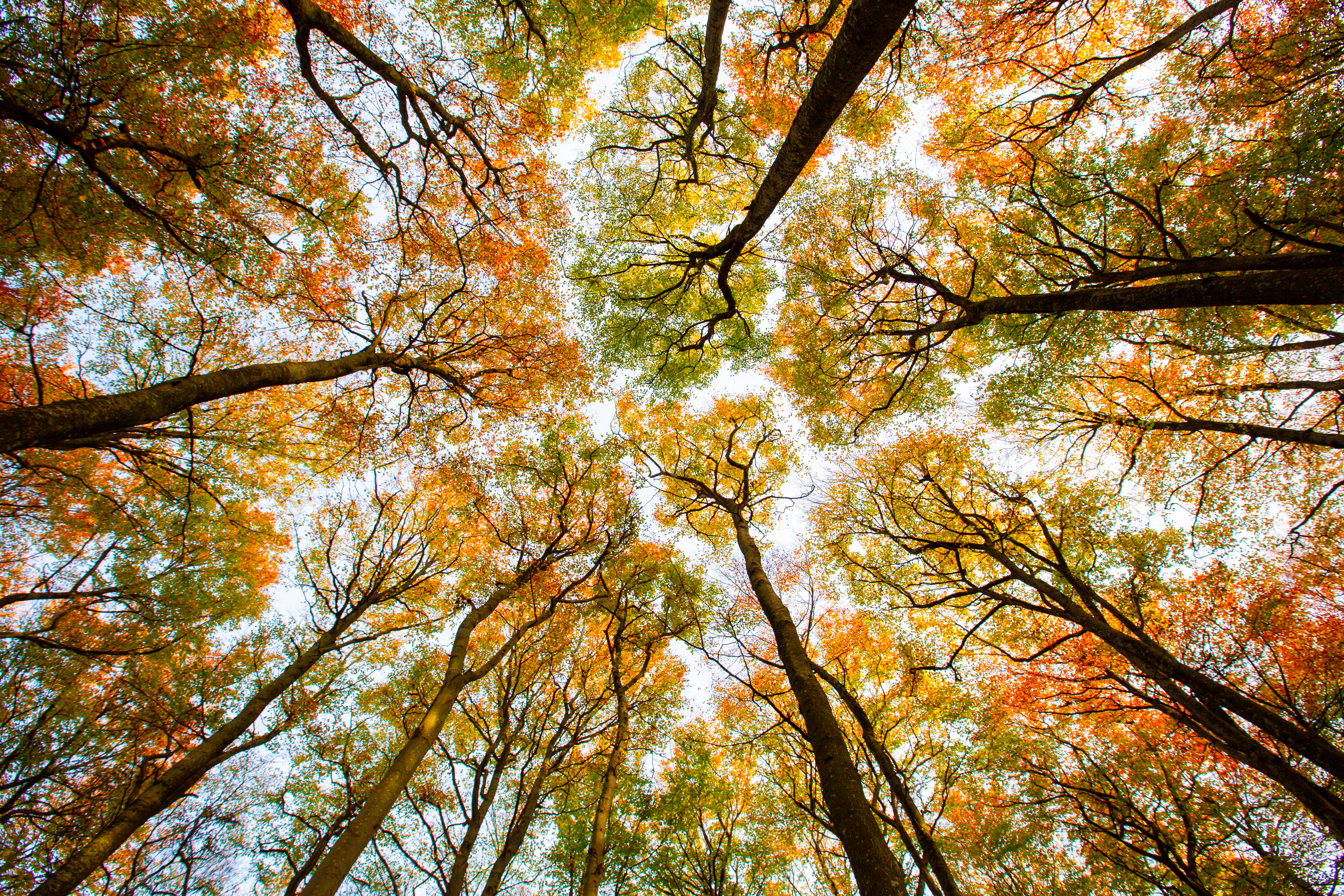 Autumn trees seen from the forest floor