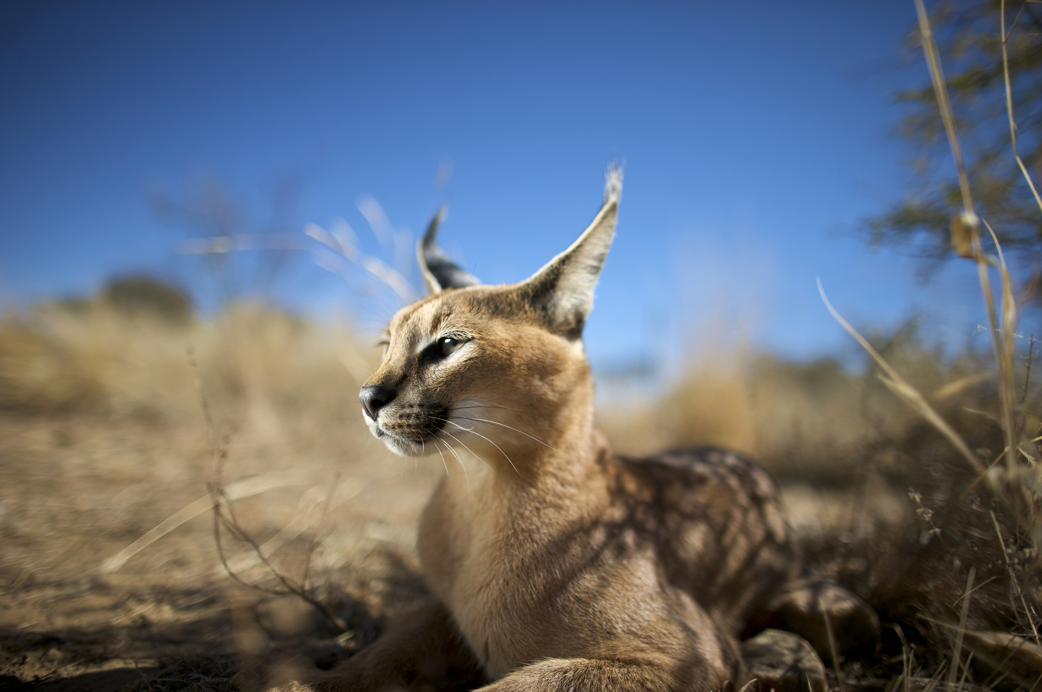 Portrait of a Caracal (Felis Caracal) laying down