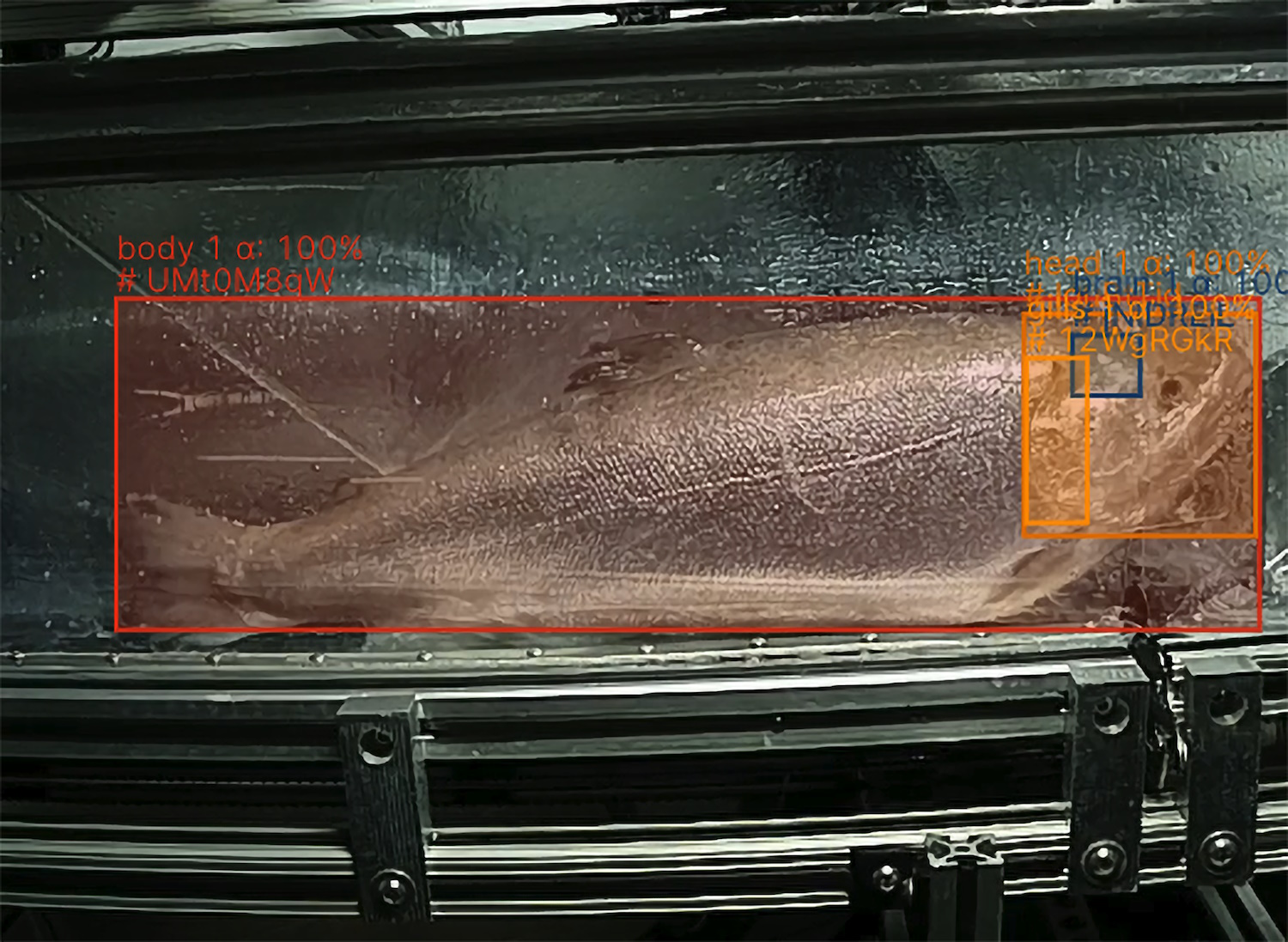 Shinkei's fish-harvesting tech