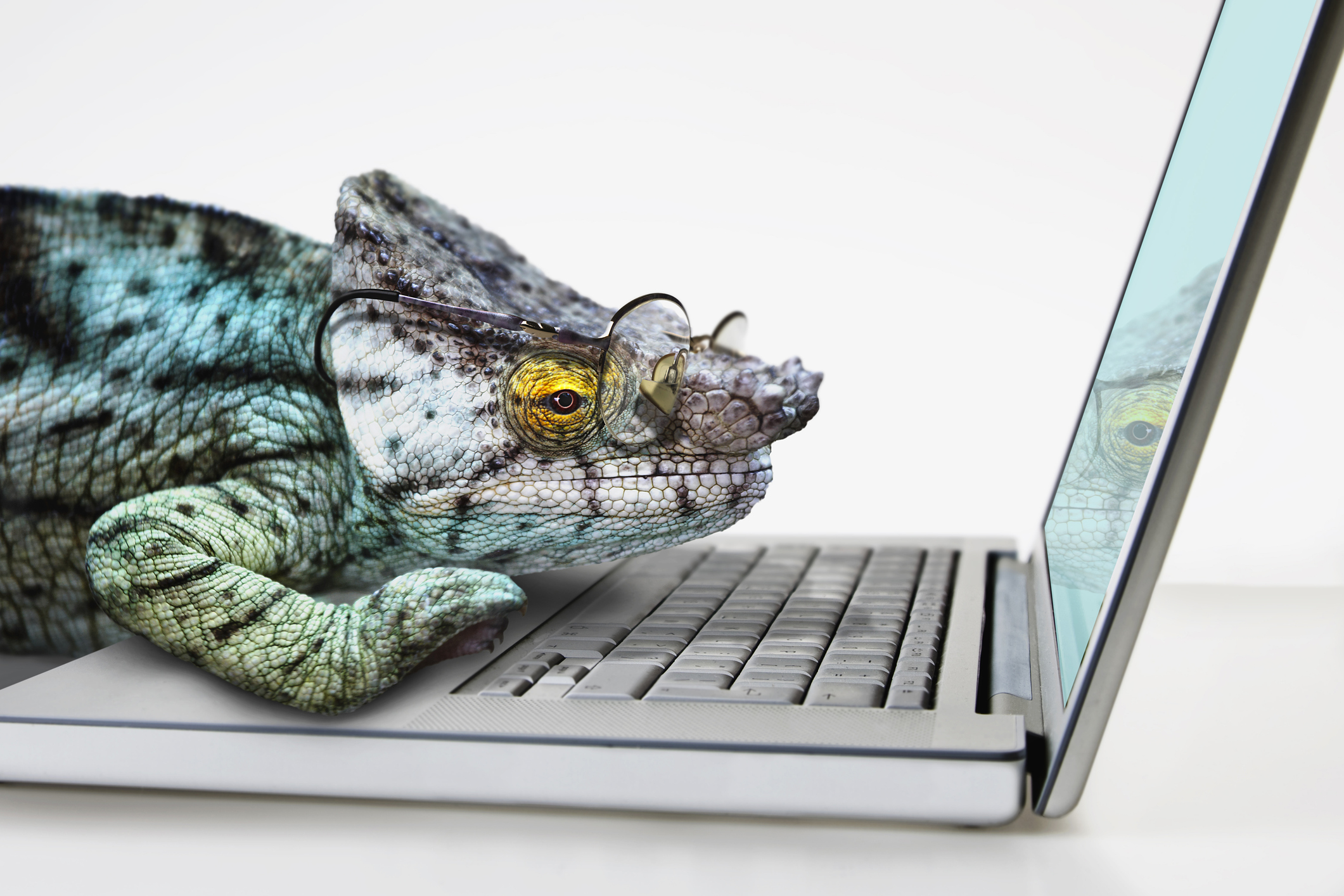 Chameleon wearing spectacles with laptop computer