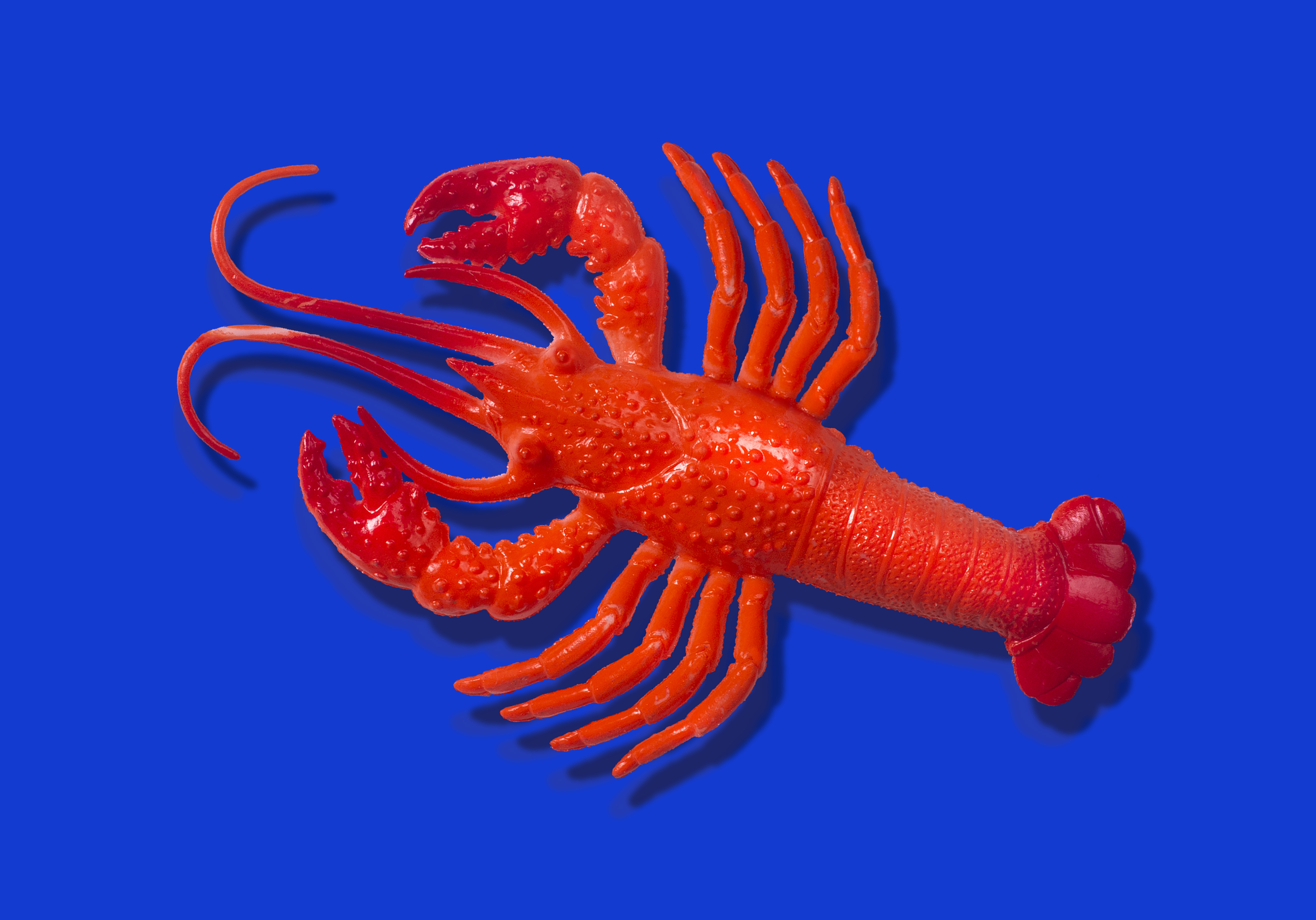 Red rubber lobster toy on blue background