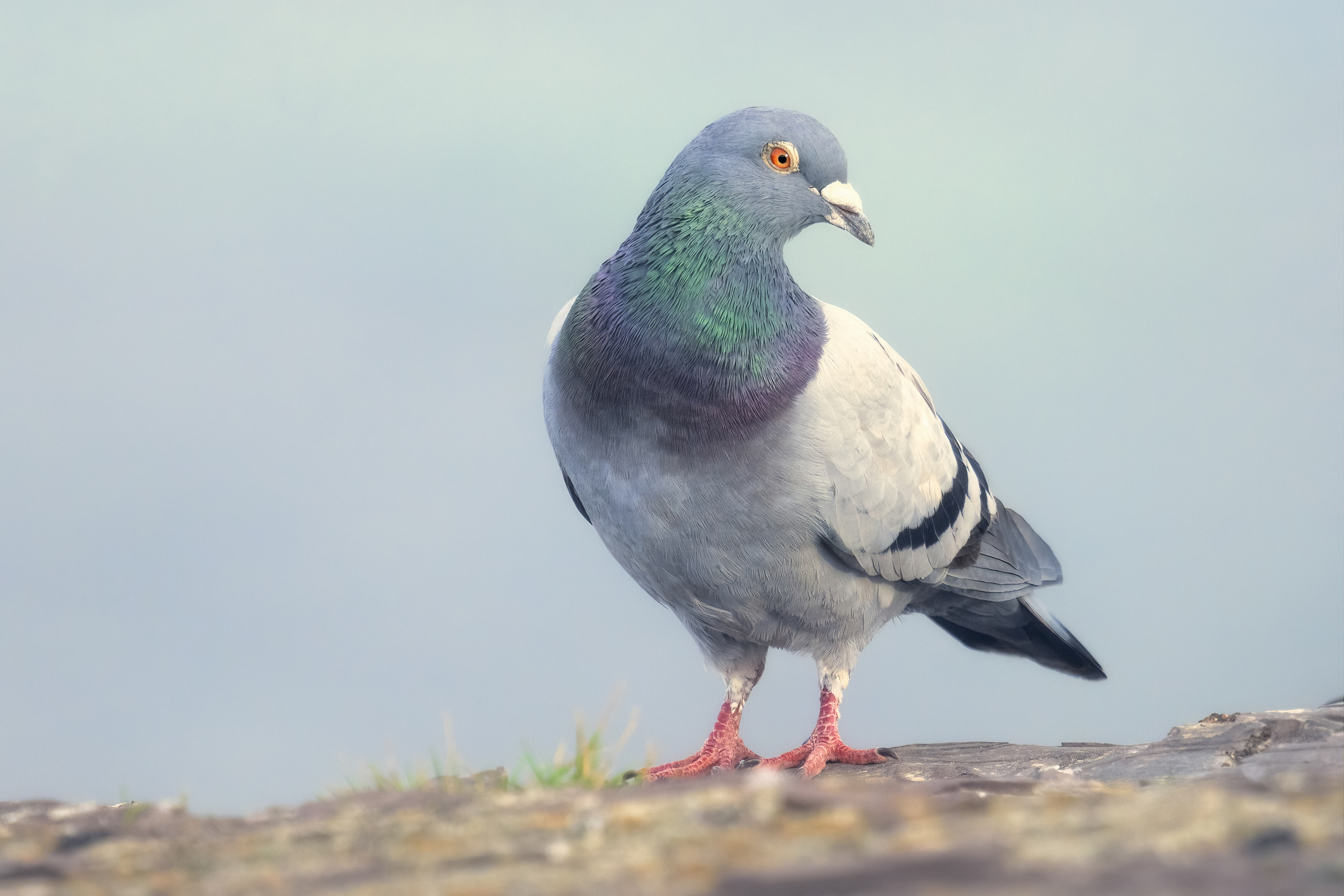 A wild feral rock dove or common pig